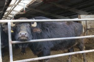 autoritatile-romane-si-cele-libiene-au-semnat-sase-certificate-sanitar-veterinare-care-vor-permite-exportul-de-animale-vii-in-libia