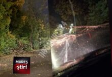 atentie,-soferi!-copaci-cazuti-pe-carosabil-in-zona-tarnaveni.-traficul-se-desfasoara-cu-dificultate