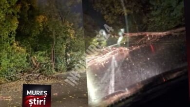 atentie,-soferi!-copaci-cazuti-pe-carosabil-in-zona-tarnaveni.-traficul-se-desfasoara-cu-dificultate