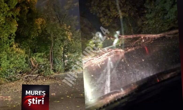atentie,-soferi!-copaci-cazuti-pe-carosabil-in-zona-tarnaveni.-traficul-se-desfasoara-cu-dificultate