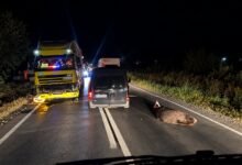 tot-mai-multe-accidente-cu-ursi-pe-drumurile-din-mures.-sapte-animale-ucise-de-masini-si-trenuri