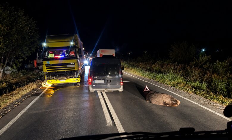 tot-mai-multe-accidente-cu-ursi-pe-drumurile-din-mures.-sapte-animale-ucise-de-masini-si-trenuri