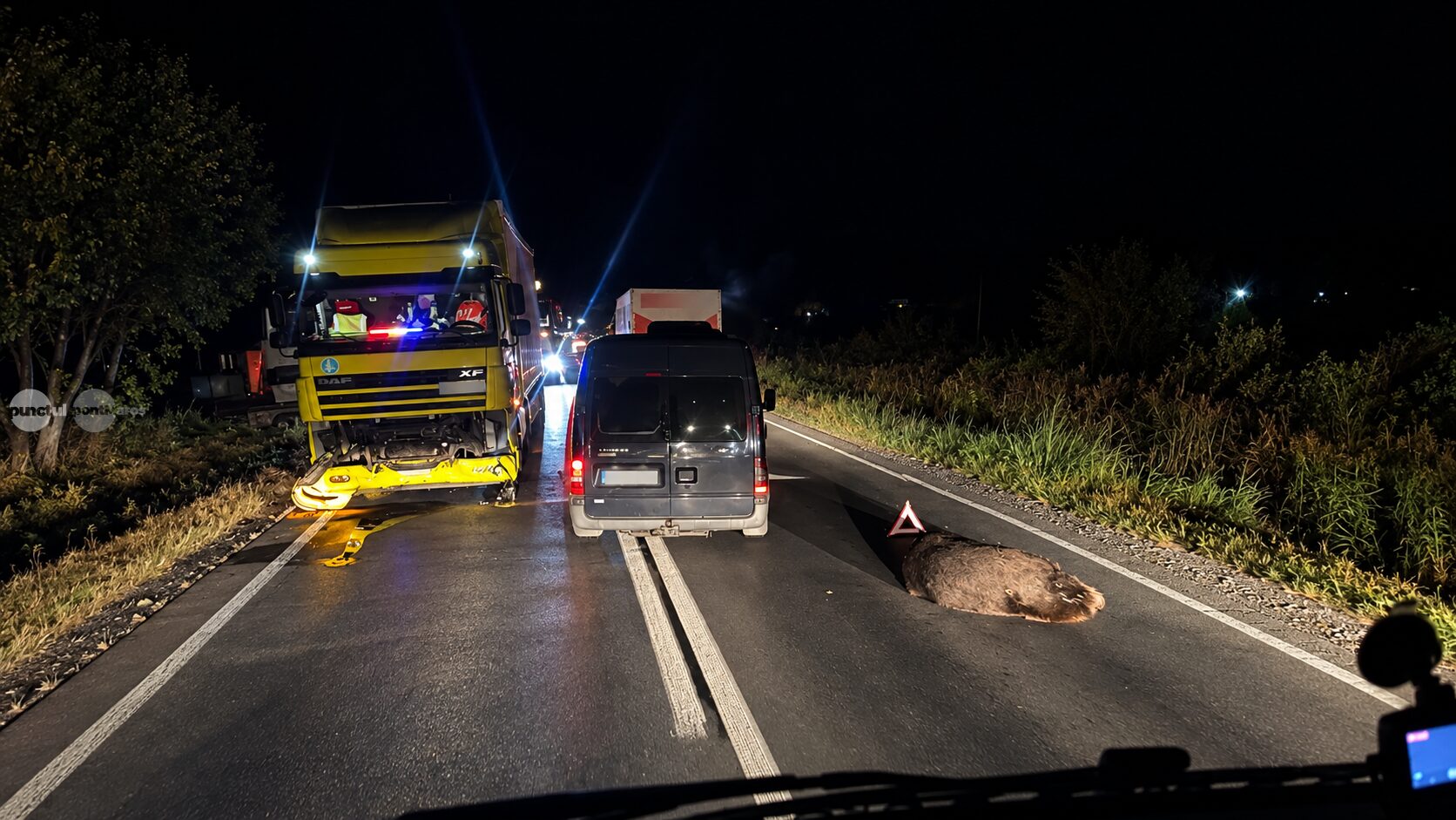 tot-mai-multe-accidente-cu-ursi-pe-drumurile-din-mures.-sapte-animale-ucise-de-masini-si-trenuri