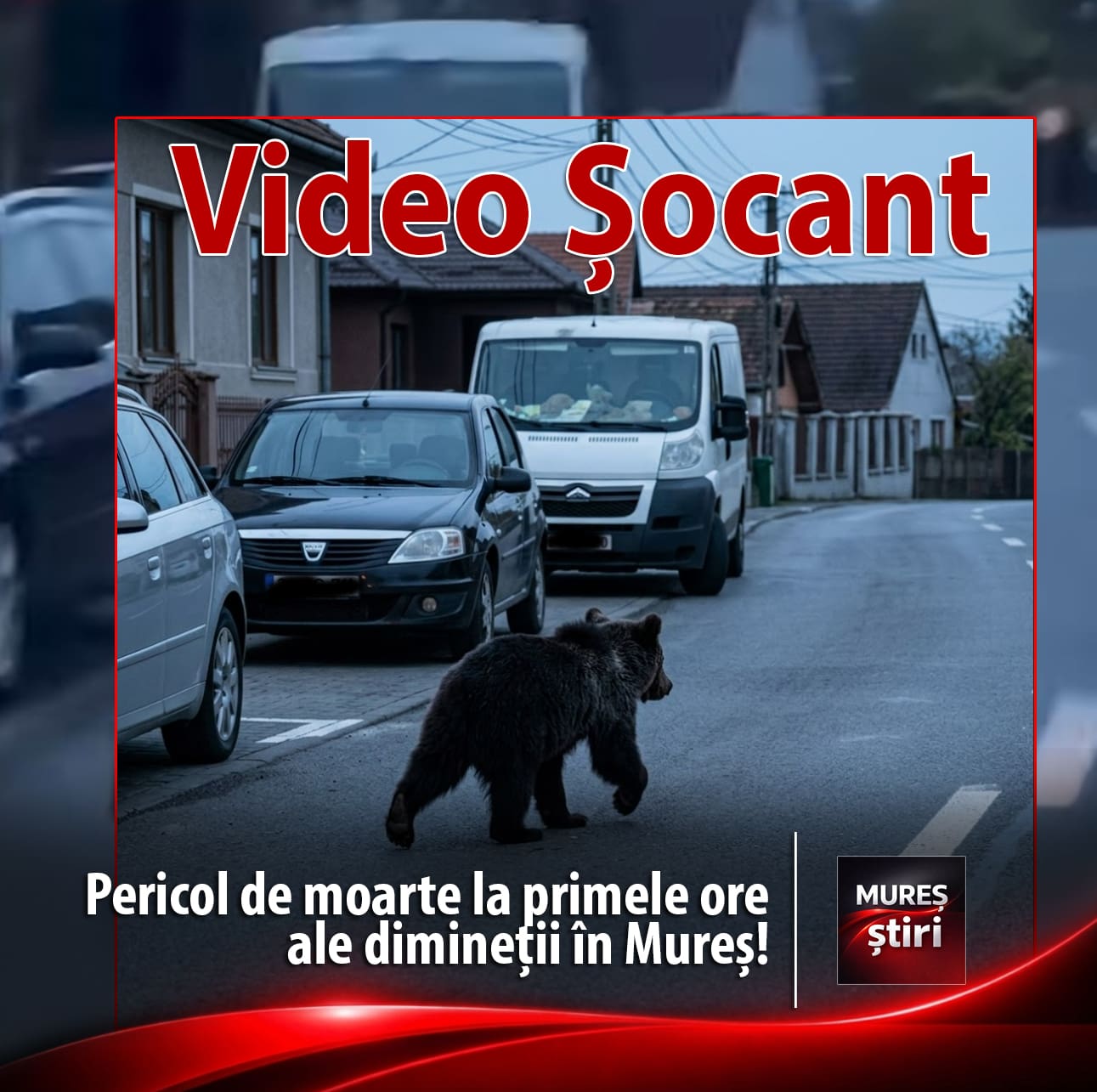 situatie-revoltatoare-in-mures!-un-urs-a-alergat-nestingherit-prin-centrul-comunei-alunis,-la-o-ora-de-varf:-„totul-se-putea-transforma-intr-o-tragedie!”