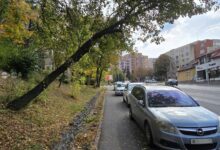 copacul-s-a-inclinat-in-semn-de-respect.-urmeaza-imbratisarea-cu-o-masina…