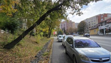 copacul-s-a-inclinat-in-semn-de-respect.-urmeaza-imbratisarea-cu-o-masina…