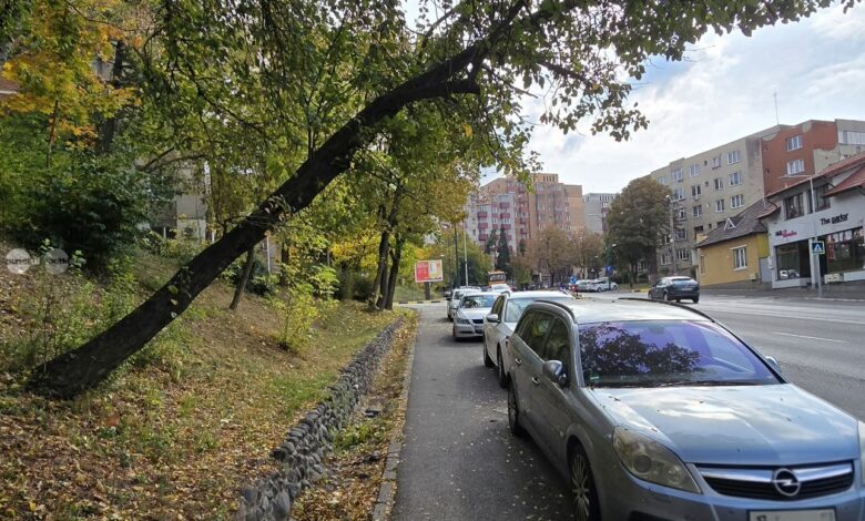 copacul-s-a-inclinat-in-semn-de-respect.-urmeaza-imbratisarea-cu-o-masina…
