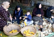 claca-la-”desfacatul”,-”sfarmatul”-si-macinatul-porumbului,-ca-pe-vremuri