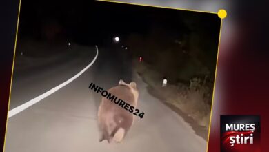 prezenta-periculoasa-pe-sosea:-inca-un-urs-a-fost-filmat-pe-dn13a,-intre-sarateni-si-sovata!