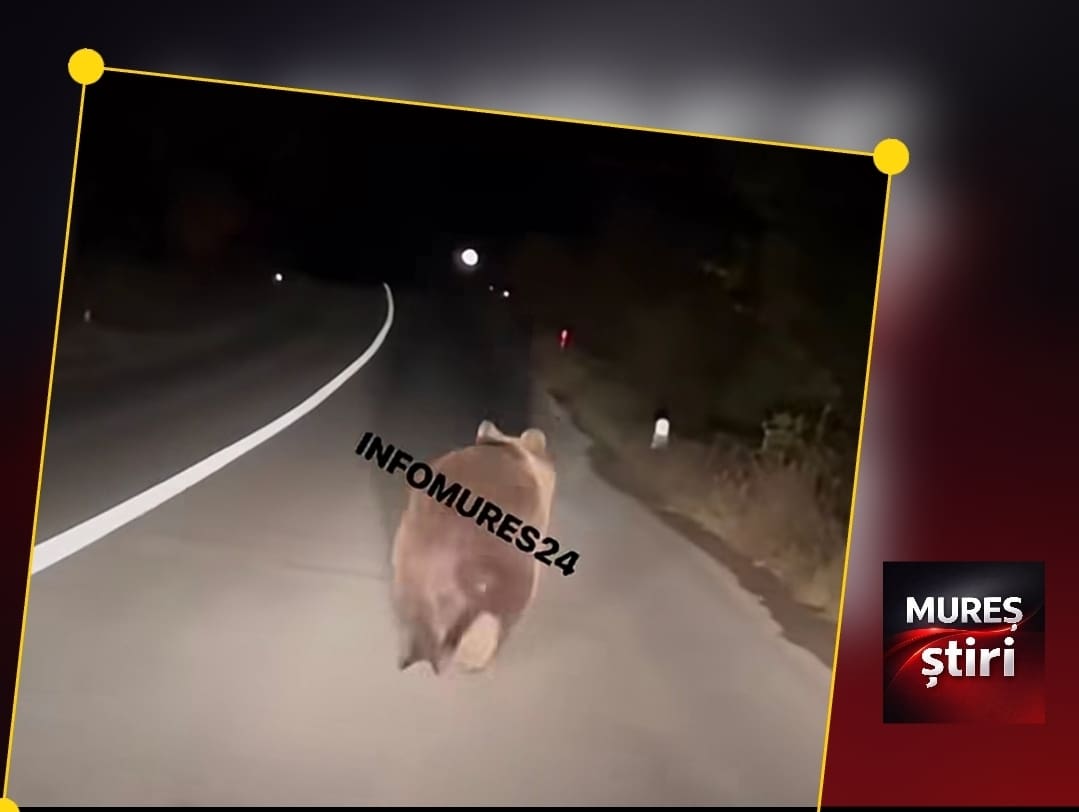 prezenta-periculoasa-pe-sosea:-inca-un-urs-a-fost-filmat-pe-dn13a,-intre-sarateni-si-sovata!