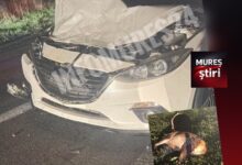 un-cerb-a-fost-lovit-mortal-de-o-masina-intre-sovata-si-praid:-trafic-ingreunat!