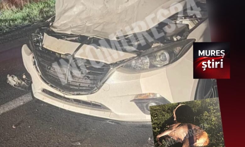 un-cerb-a-fost-lovit-mortal-de-o-masina-intre-sovata-si-praid:-trafic-ingreunat!