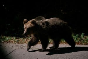 femeia-atacata-de-urs-in-covasna-ar-putea-fi-externata-in-aceasta-saptamana