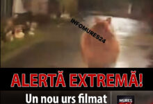 alerta-in-mures!-un-nou-urs-filmat-pe-carosabil,-la-viforoasa!-pericol-iminent-pentru-soferi-si-localnici!