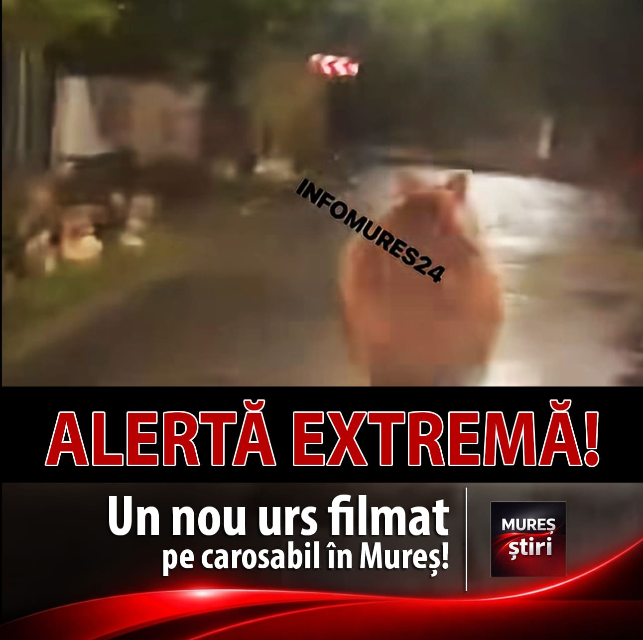 alerta-in-mures!-un-nou-urs-filmat-pe-carosabil,-la-viforoasa!-pericol-iminent-pentru-soferi-si-localnici!