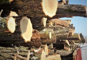stocuri-suficiente-de-lemn-de-foc-in-mures,-in-pragul-sezonului-rece