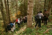 o-mie-de-puieti-de-molid-vor-fi-plantati-in-zona-lacul-rosu,-la-poalele-varfului-ghilkos