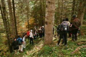 o-mie-de-puieti-de-molid-vor-fi-plantati-in-zona-lacul-rosu,-la-poalele-varfului-ghilkos