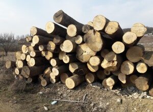 itm-covasna-a-aplicat-sanctiuni-in-valoare-de-peste-15.000-de-lei,-in-domeniul-securitatii-si-sanatatii-in-munca-in-exploatarea-parchetelor-forestiere