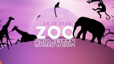 halloween-la-zoo-targu-mures.-hranirea-liliecilor-si-a-elefantilor-si-jonglerie-cu-foc