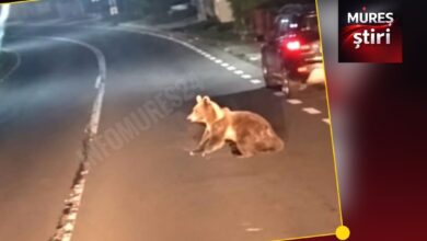 alerta-la-abus:-un-pui-de-urs-a-fost-surprins-din-nou-intr-o-zona-locuita!