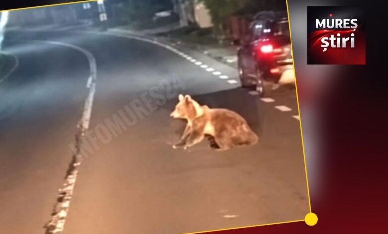 alerta-la-abus:-un-pui-de-urs-a-fost-surprins-din-nou-intr-o-zona-locuita!