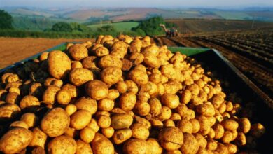 harghita:productii-bune-la-cereale-si-cartofi;-pret-mic-la-poarta-fermei,-dar-producatorii-se-tem-de-cresterea-costurilor