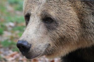 parc-tematic-de-2,5-milioane-de-euro-dedicat-ursilor-din-intreaga-lume,-la-sovata