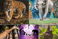 magie-de-seara-la-gradina-zoologica-din-targu-mures!