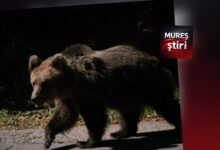 un-tanar-cioban,-atacat-de-urs-la-viisoara:-interventie-de-urgenta-a-echipajelor-smurd-si-saj