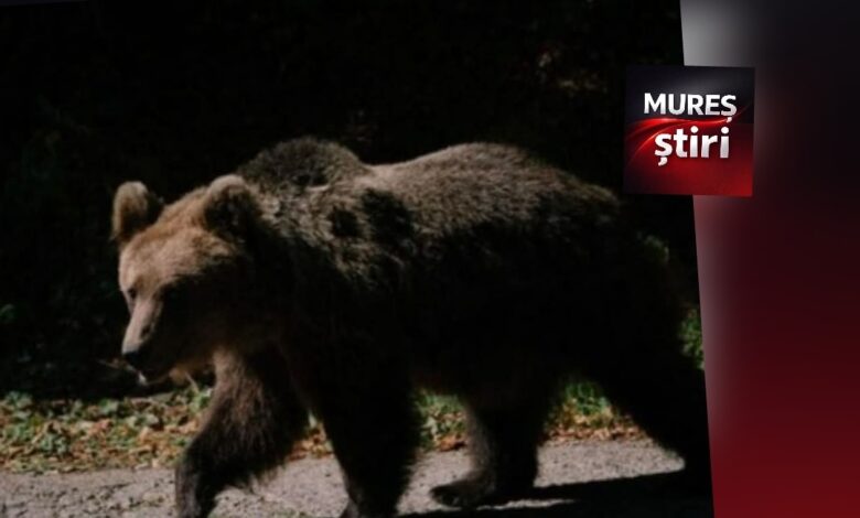 un-tanar-cioban,-atacat-de-urs-la-viisoara:-interventie-de-urgenta-a-echipajelor-smurd-si-saj
