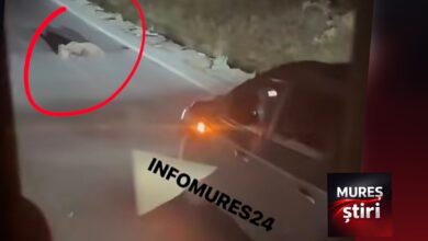 atentie-pe-dn13:-pui-de-urs-lovit-mortal-de-o-masina-intre-gaiesti-si-balauseri!