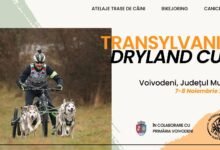voivodeni-gazduieste-transylvania-dryland-cup,-o-competitie-spectaculoasa-de-atelaje-trase-de-caini