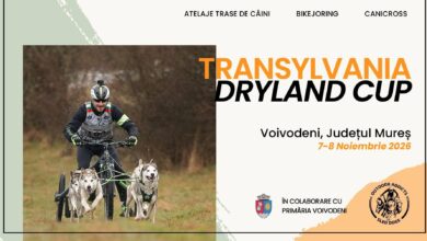 voivodeni-gazduieste-transylvania-dryland-cup,-o-competitie-spectaculoasa-de-atelaje-trase-de-caini