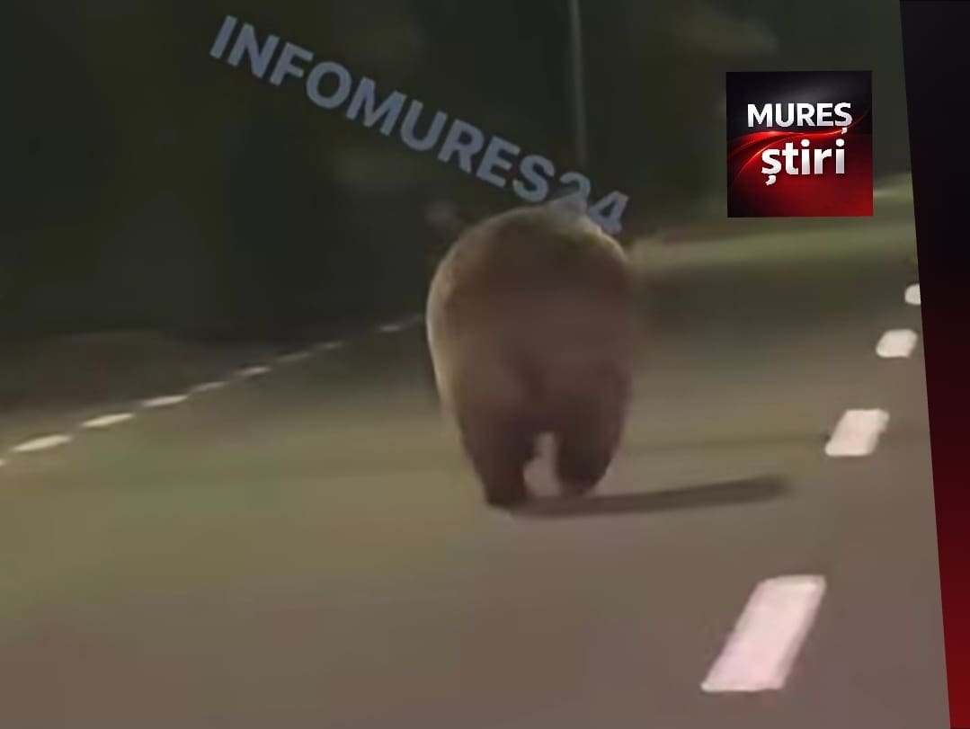 alerta-la-bistra-muresului:-urs-urias-surprins-pe-sosea!
