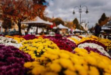 maine-incepe-targul-producatorilor-de-flori-la-targu-mures.-flori-si-aranjamente-in-piata-trandafirilor