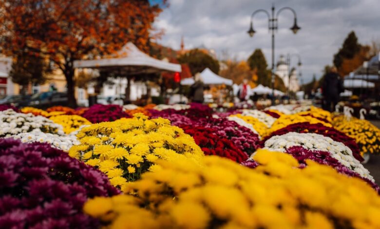 maine-incepe-targul-producatorilor-de-flori-la-targu-mures.-flori-si-aranjamente-in-piata-trandafirilor
