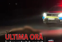 atentie:-un-urs,-lovit-de-un-autoturism-in-localitatea-neagra!