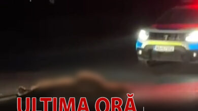 atentie:-un-urs,-lovit-de-un-autoturism-in-localitatea-neagra!