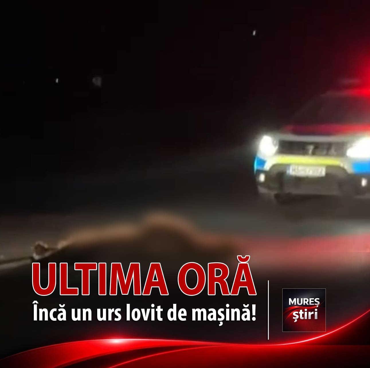 atentie:-un-urs,-lovit-de-un-autoturism-in-localitatea-neagra!