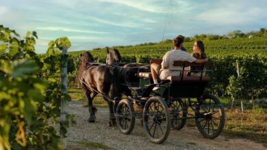 issa-equines-din-turda,-o-atractie-turistica-spectaculoasa:-peste-50-de-cai,-demonstratii-ecvestre-si-plimbari-prin-podgorii