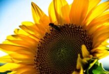 guvernul-a-modificat-formula-de-calcul-a-despagubirilor-pentru-fermierii-ale-caror-culturi-de-porumb-si-floarea-soarelui-au-fost-afectate-de-seceta-din-2025